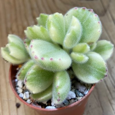SH37987 Cotyledon tomentosa f. variegata