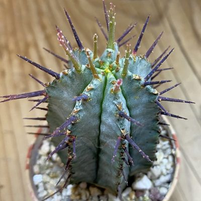 SH38030 Euphorbia horrida hybrid