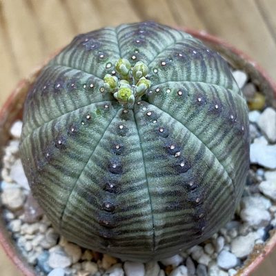 SH38031 Euphorbia obesa
