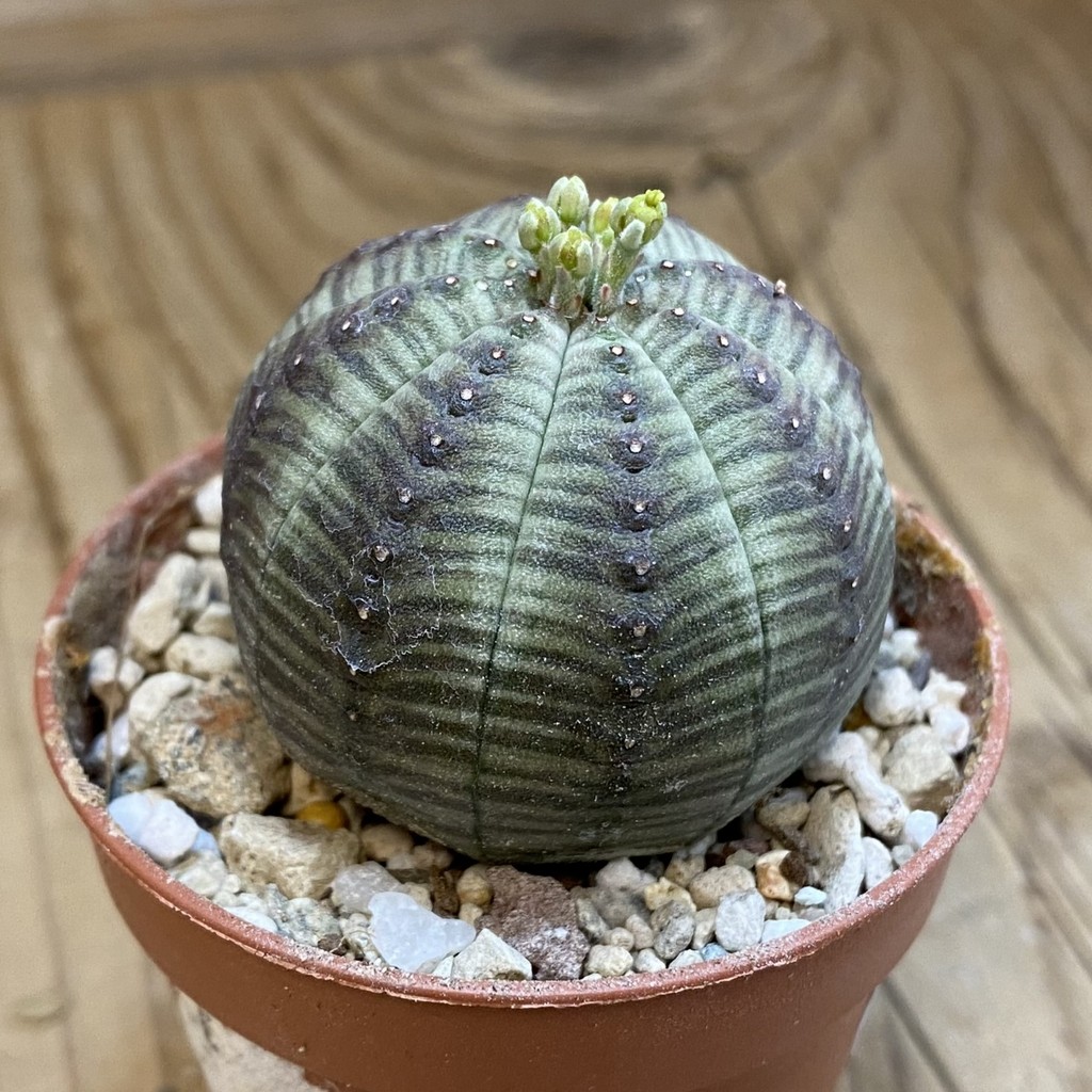 SH38031 Euphorbia obesa - Зображення 2