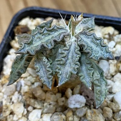 SH38032 Euphorbia tulearensis hybrid