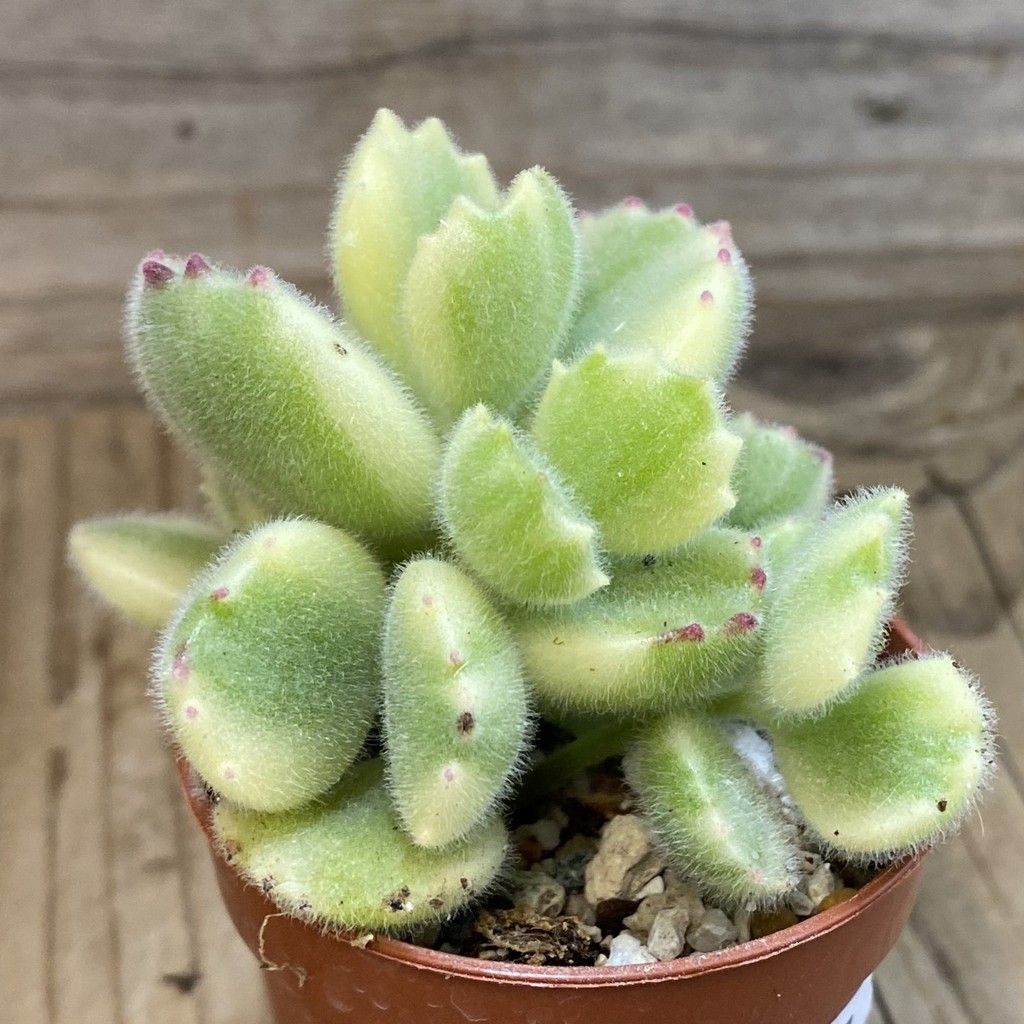 SH37987 Cotyledon tomentosa f. variegata - Image 2