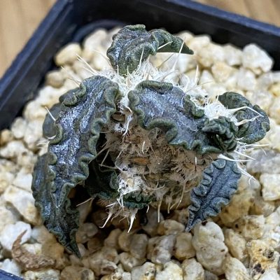 SH38033 Euphorbia tulearensis hybrid
