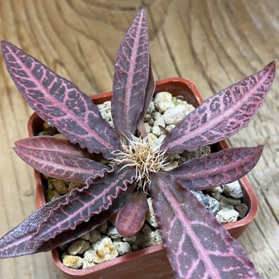 SH38034 Euphorbia francoisii hybrid