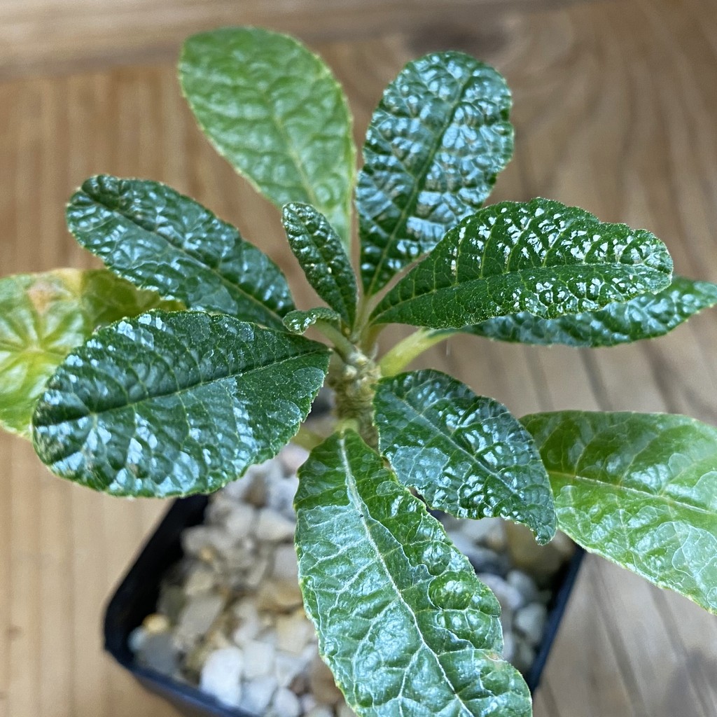 SH38035 Dorstenia gigas