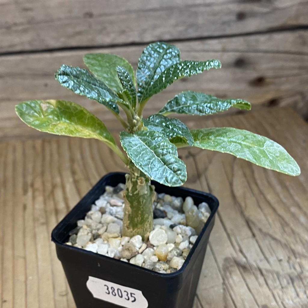 SH38035 Dorstenia gigas - Зображення 2