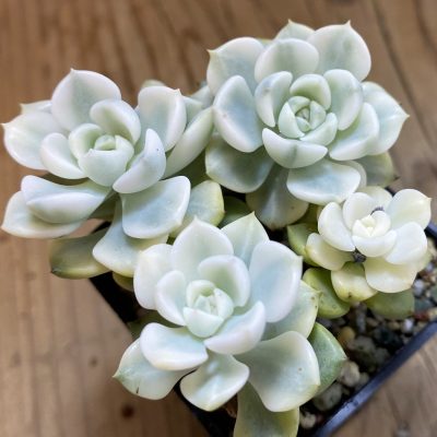 SH38036 Echeveria 'Tinkerbell' f. variegata
