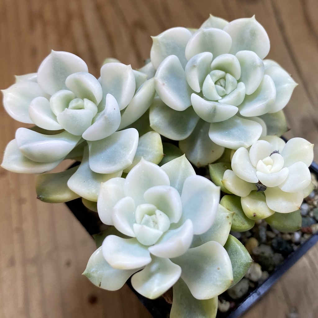 SH38036 Echeveria 'Tinkerbell' f. variegata