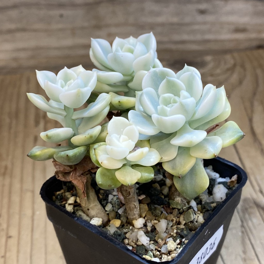 SH38036 Echeveria 'Tinkerbell' f. variegata - Зображення 2