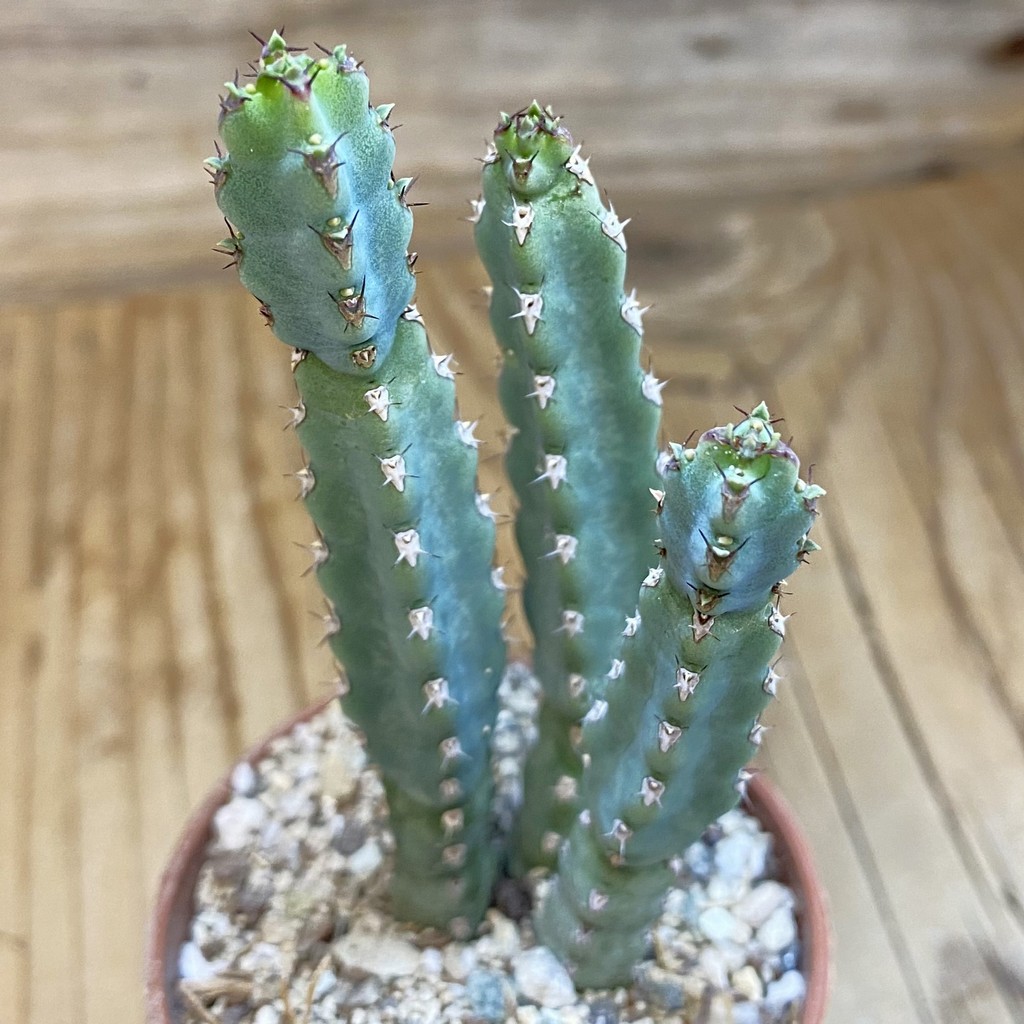 SH38037 Euphorbia debilispina