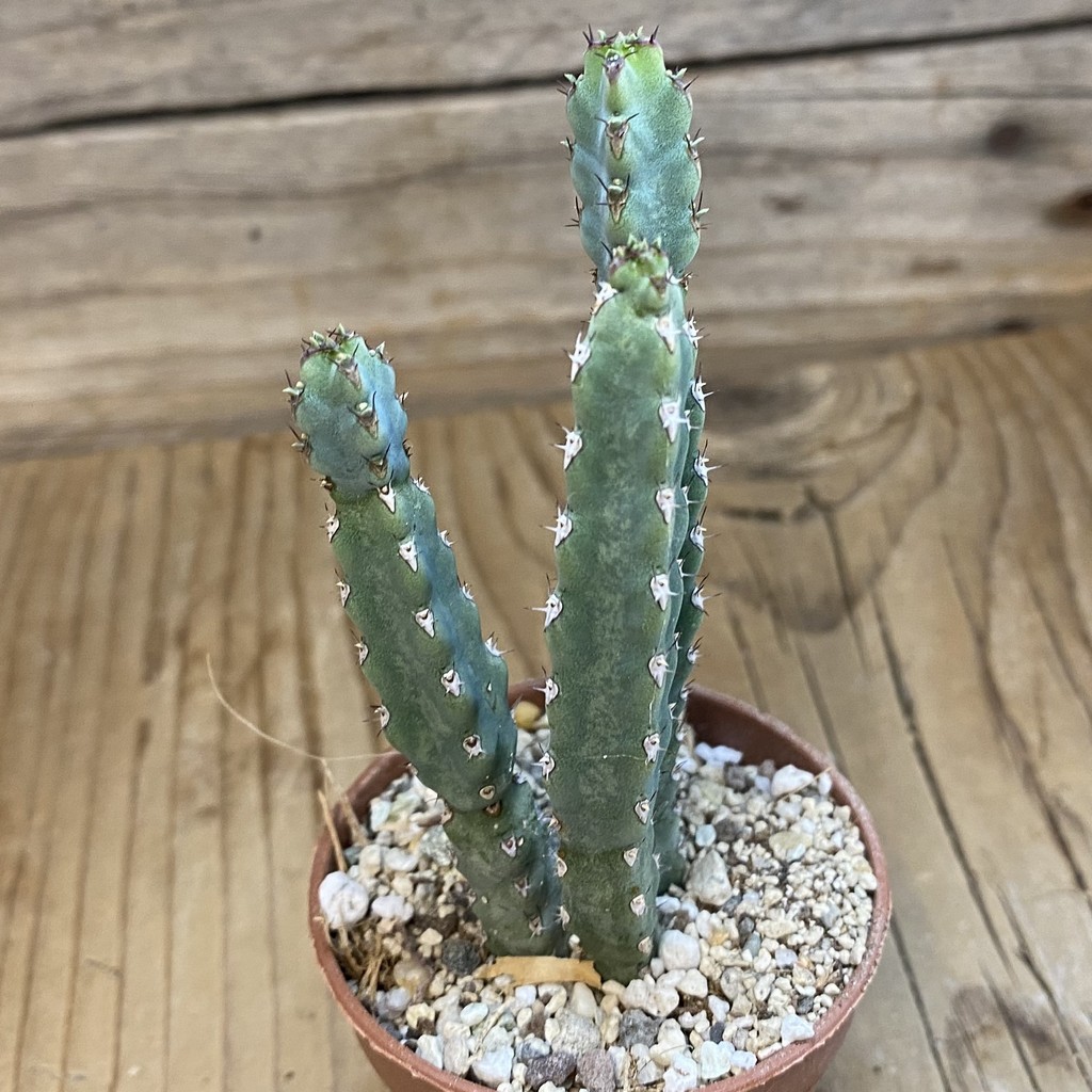 SH38037 Euphorbia debilispina - Зображення 2