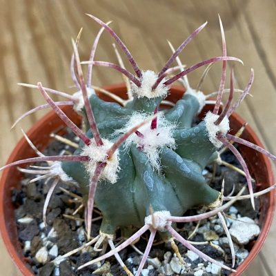 SH38038 Echinocactus parryi