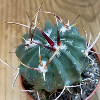 SH38039 Echinofossulocactus coptonogonus PP959