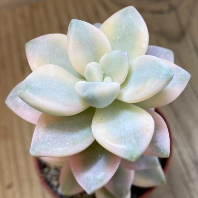SH37988 Graptopetalum ‘Apricot’ f. variegata