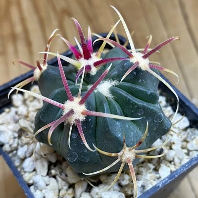 SH38040 Ferocactus latispinus