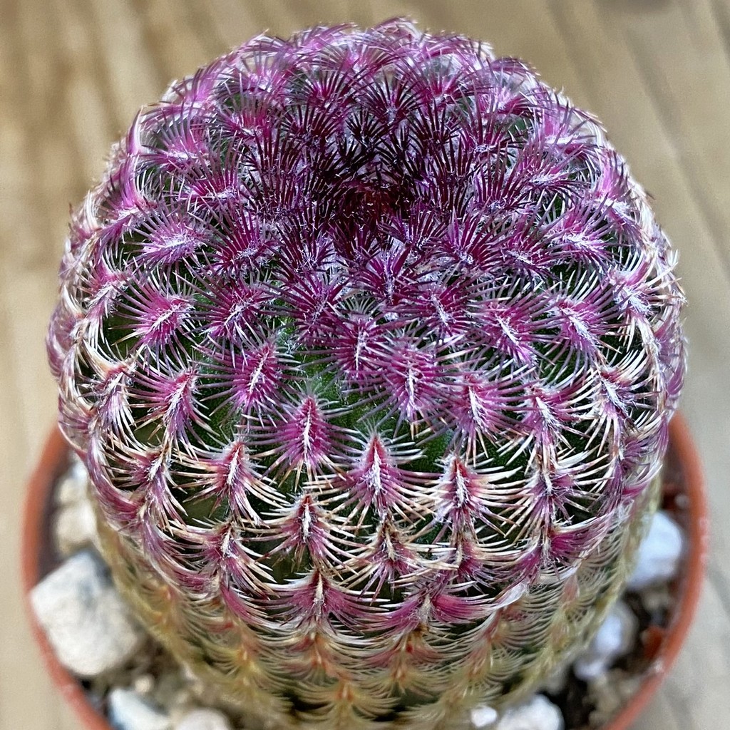 SH38041 Echinocereus rigidissimus v. rubispinus