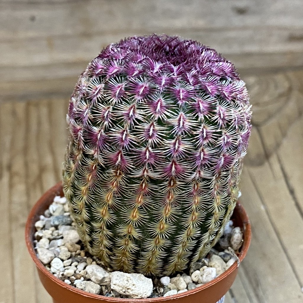 SH38041 Echinocereus rigidissimus v. rubispinus - Зображення 2