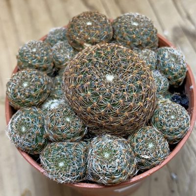 SH38042 Rebutia heliosa v. condorensis