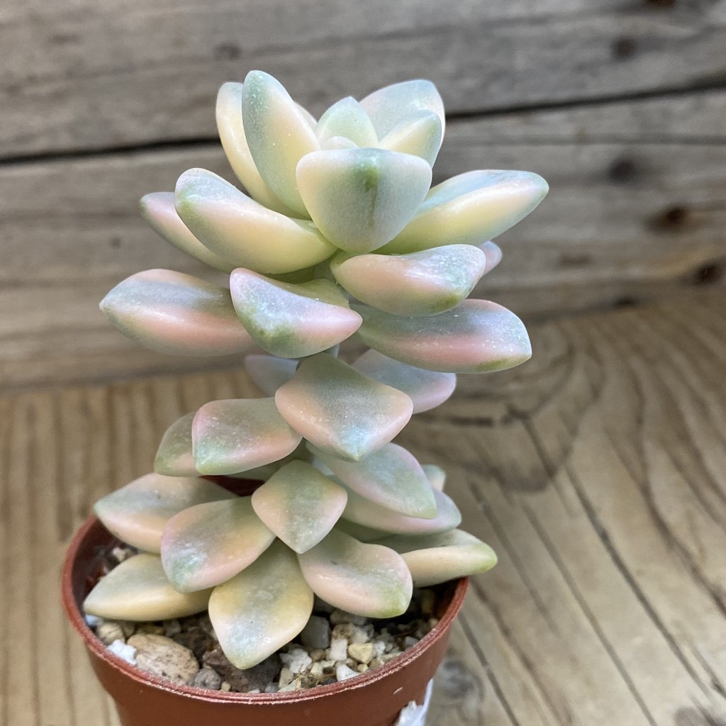 SH37988 Graptopetalum ‘Apricot’ f. variegata - Зображення 2