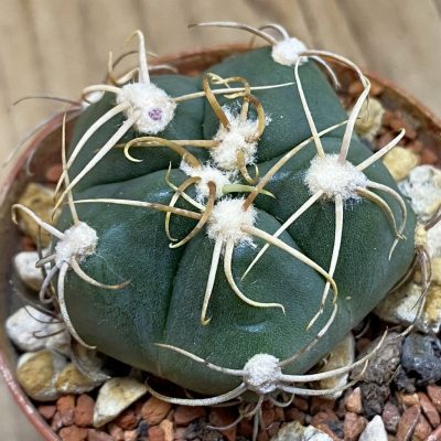 SH38043 Gymnocalycium denudatum 'Jan Juba'