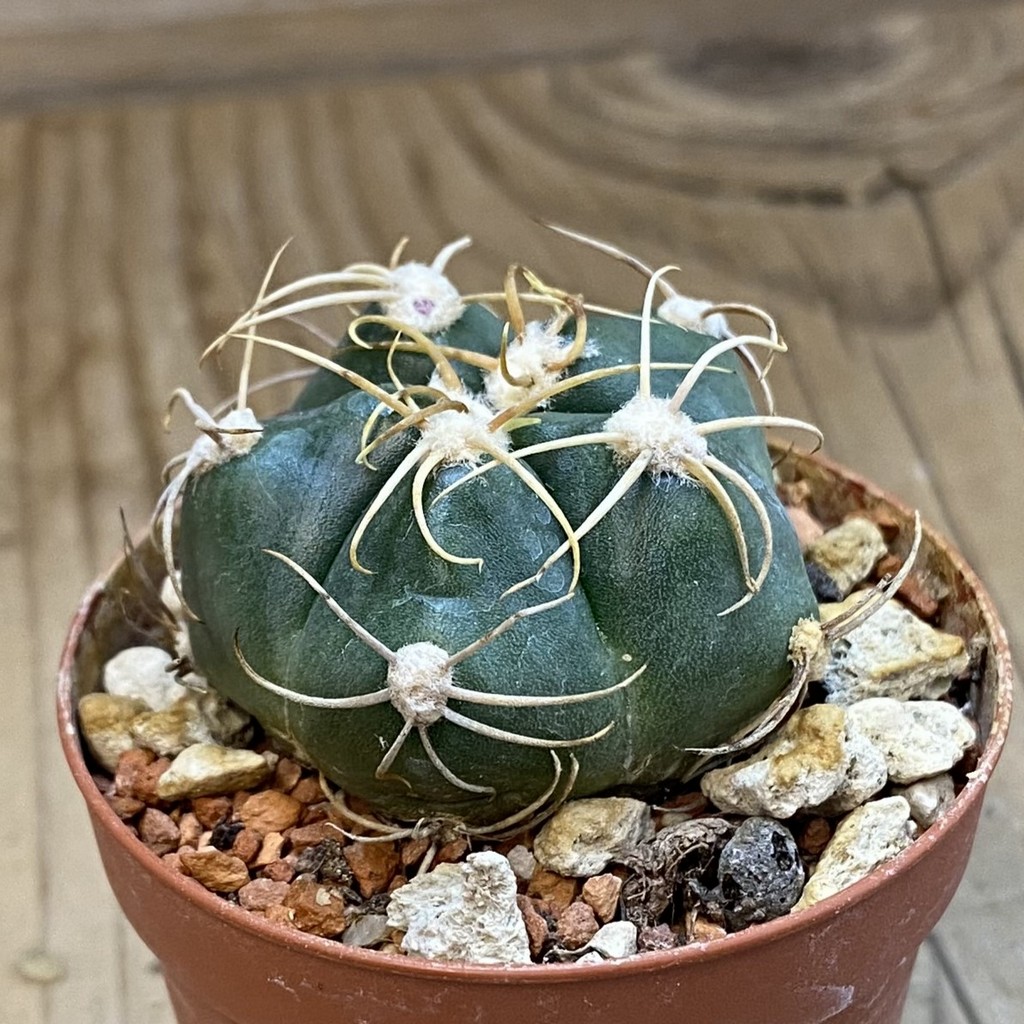 SH38043 Gymnocalycium denudatum 'Jan Juba' - Зображення 2