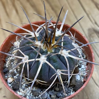 SH38044 Gymnocalycium spegazzinii VS120
