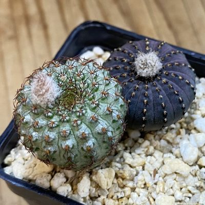 SH38046 Frailea mix