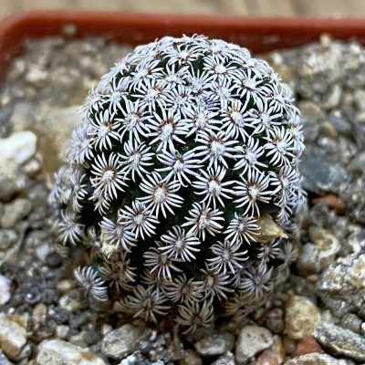 SH38047 Mammillaria bombycina