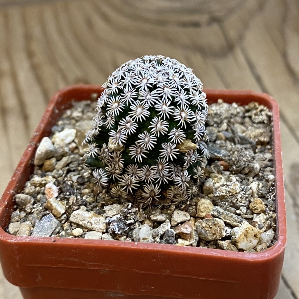 SH38047 Mammillaria bombycina - Зображення 2