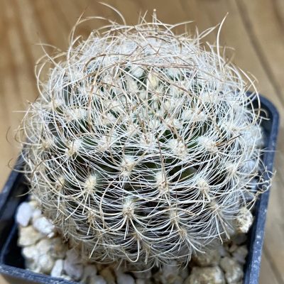 SH38048 Neoporteria nidus