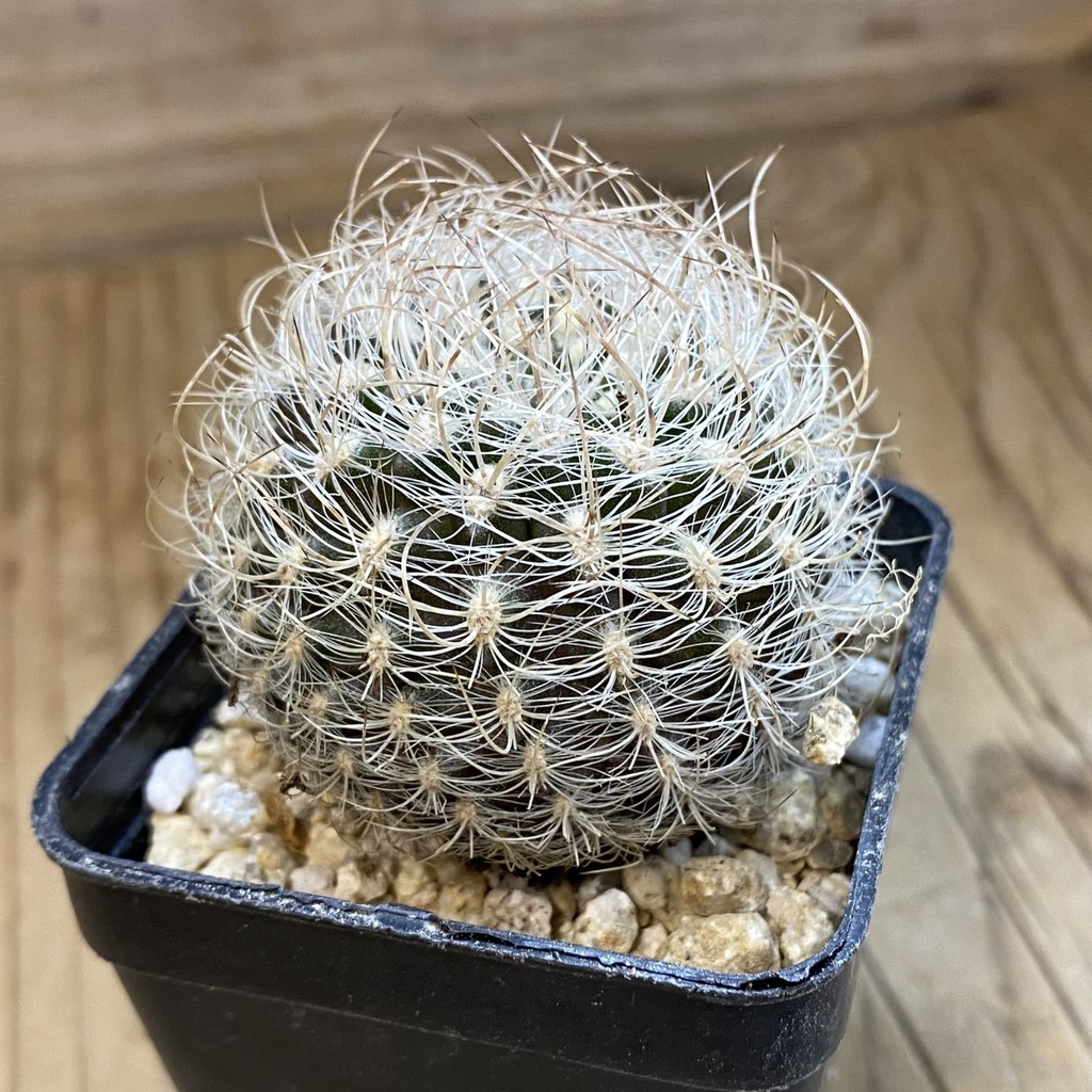 SH38048 Neoporteria nidus - Зображення 2