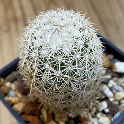SH38049 Coryphantha werdermannii RUS-035