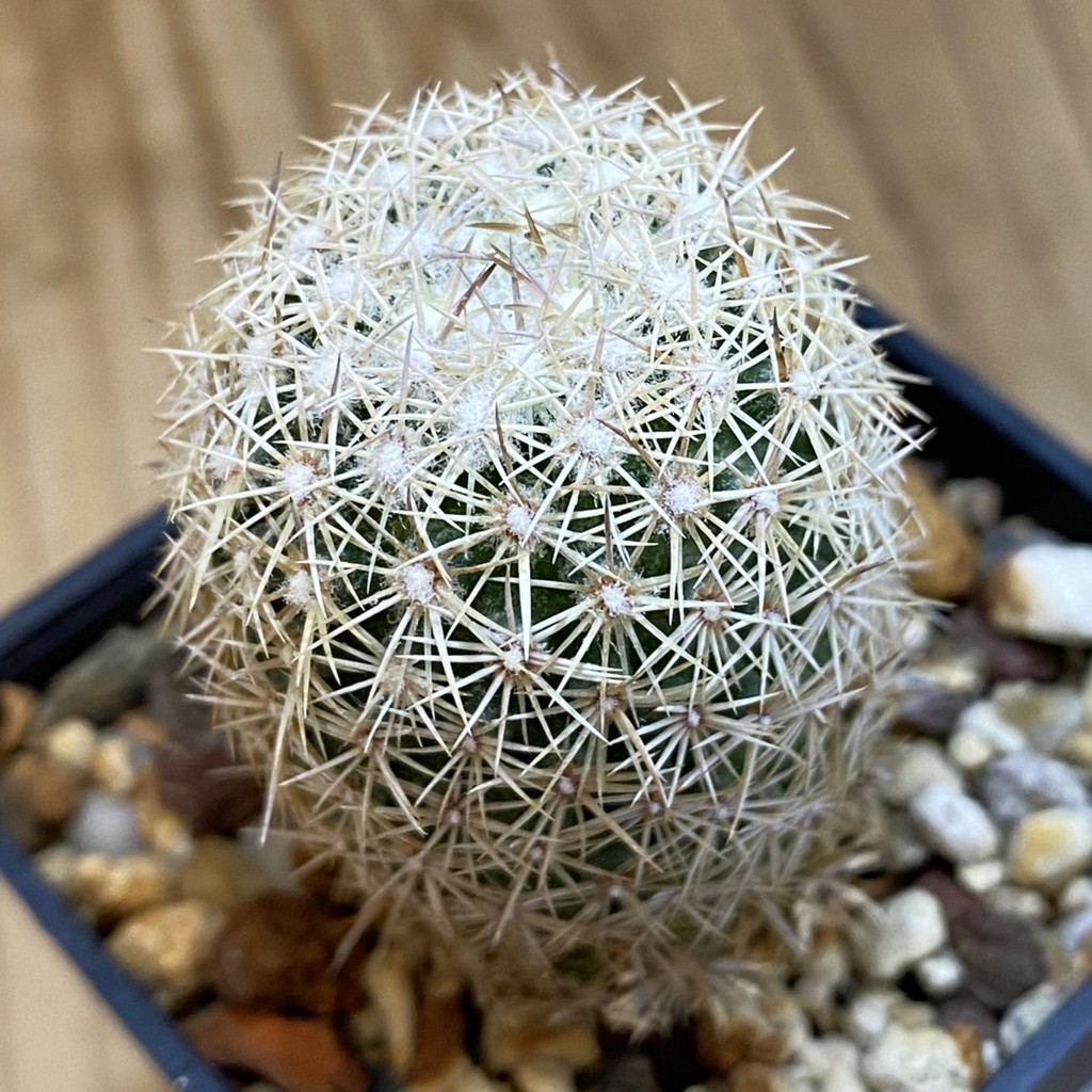 SH38049 Coryphantha werdermannii RUS-035
