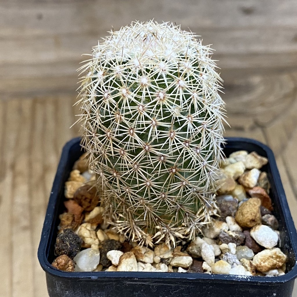 SH38049 Coryphantha werdermannii RUS-035 - Зображення 2