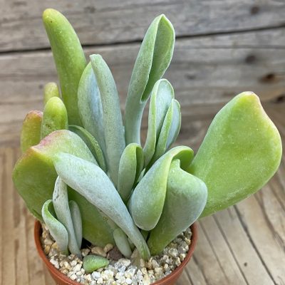 SH37983 Kalanchoe thyrsiflora ‘Monstrosa’