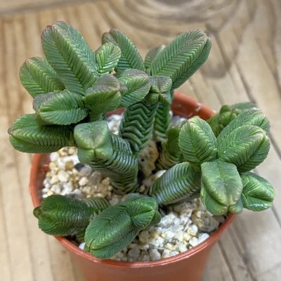 SH37989 Crassula pyramidalis