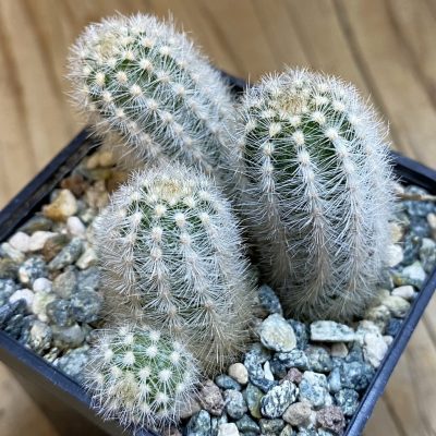 SH38050 Pygmaeocereus rowleyanus