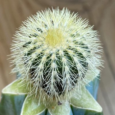SH38051 Uebelmannia pectinifera v. eriocactoides, grafted