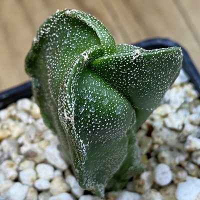 SH38052 Astrophytum myriostigma v. tricostatum