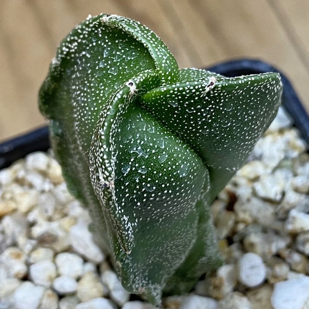 SH38052 Astrophytum myriostigma v. tricostatum