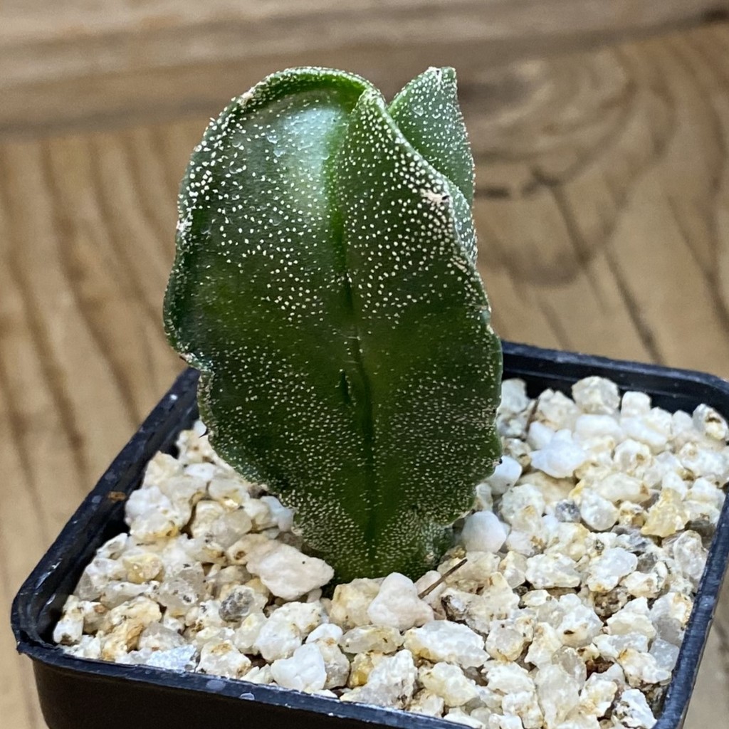 SH38052 Astrophytum myriostigma v. tricostatum - Зображення 2