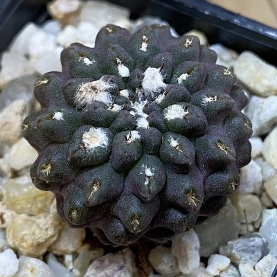 SH38053 Neochilenia recondita v. vexata