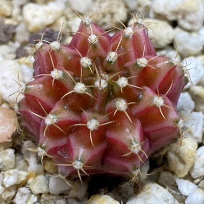 SH38054 Gymnocalycium mihanovichii ‘Neon’ hybrid