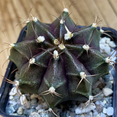 SH38055 Gymnocalycium mihanovichii 'Black Widow' hybrid, seedling
