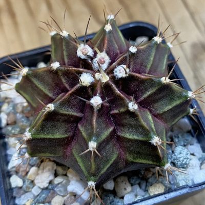SH38056 Gymnocalycium mihanovichii 'Black Widow' hybrid, seedling