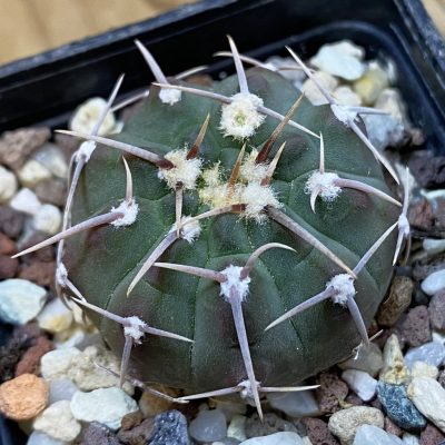 SH38057 Gymnocalycium vatteri