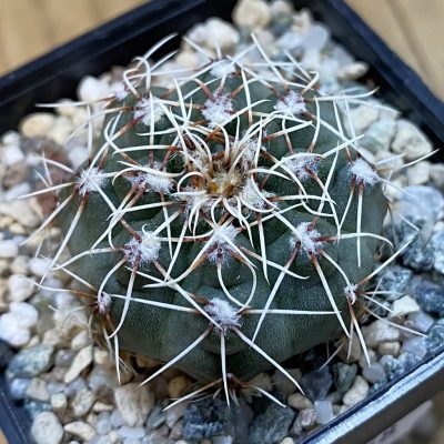 SH38058 Gymnocalycium kuehhasii VG 1091