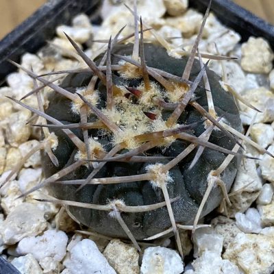 SH38059 Gymnocalycium riojense VG 247