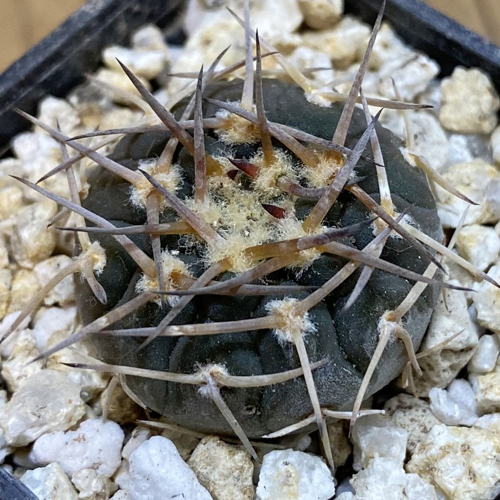 SH38059 Gymnocalycium riojense VG 247