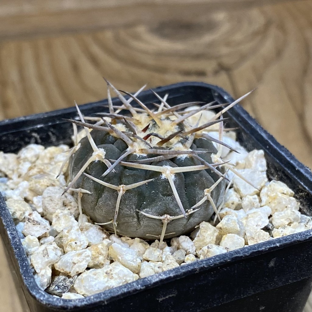 SH38059 Gymnocalycium riojense VG 247 - Зображення 2